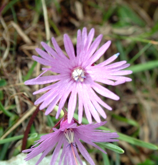 Soldanella alpina e le altre specie di Soldanella